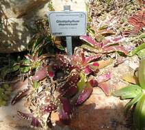 Image of Glottiphyllum depressum (Haw.) N. E. Br.