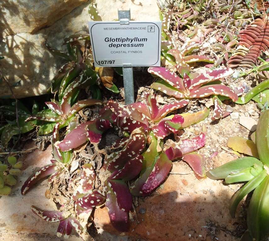 Image of Glottiphyllum depressum (Haw.) N. E. Br.