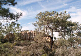 Image of Torrey pine