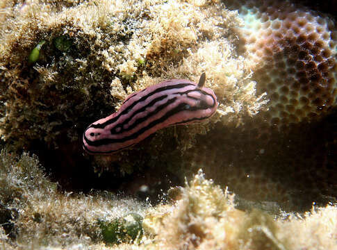 Image of Phyllidiella rosans (Bergh 1873)