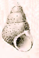 صورة Priotrochus P. Fischer 1879