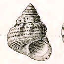 Sivun Priotrochus kotschyi (Philippi 1849) kuva