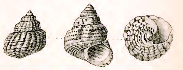 Image of Priotrochus kotschyi (Philippi 1849)