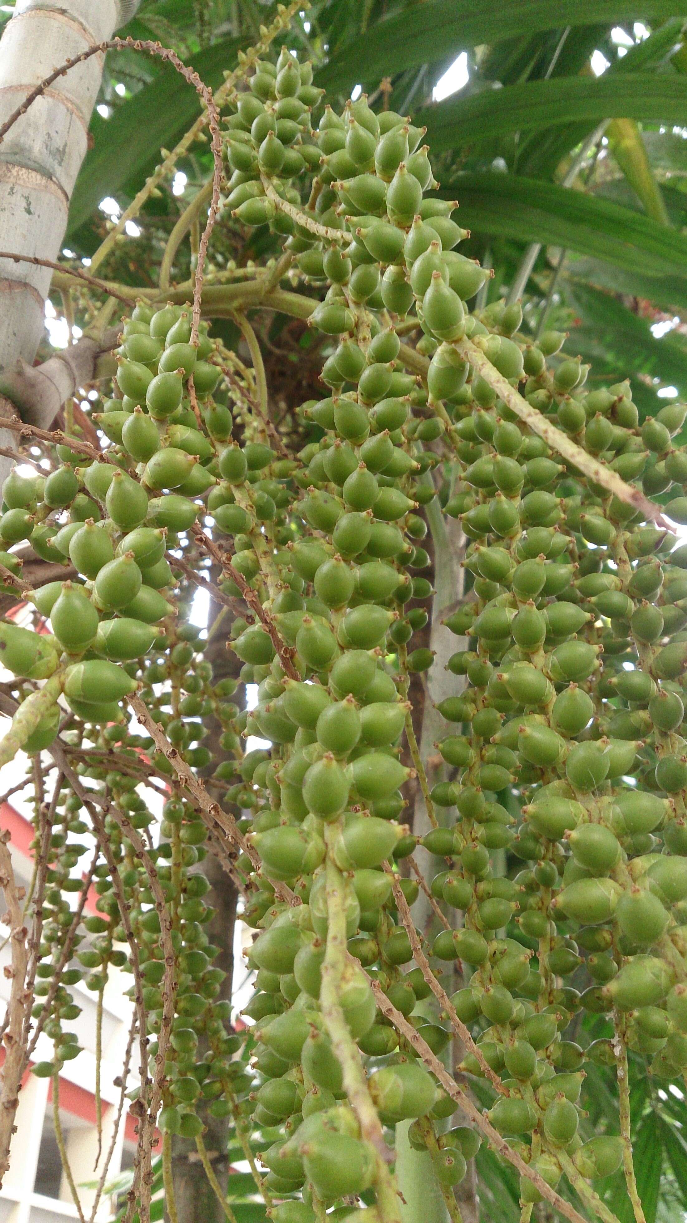 Image of Macarthur Palm