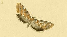 Image of Eupoecilia cebrana