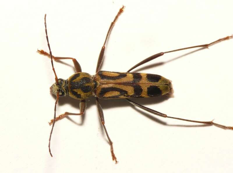 Image of Bamboo longhorn beetle