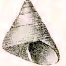 Image of Prothalotia chlorites (Philippi 1848)