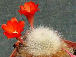 Imagem de Rebutia pulvinosa F. Ritter & Buining