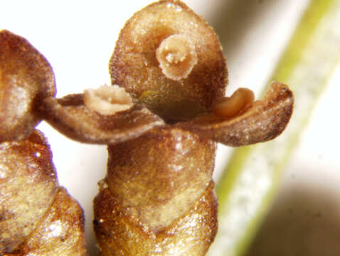 Image of eastern dwarf mistletoe