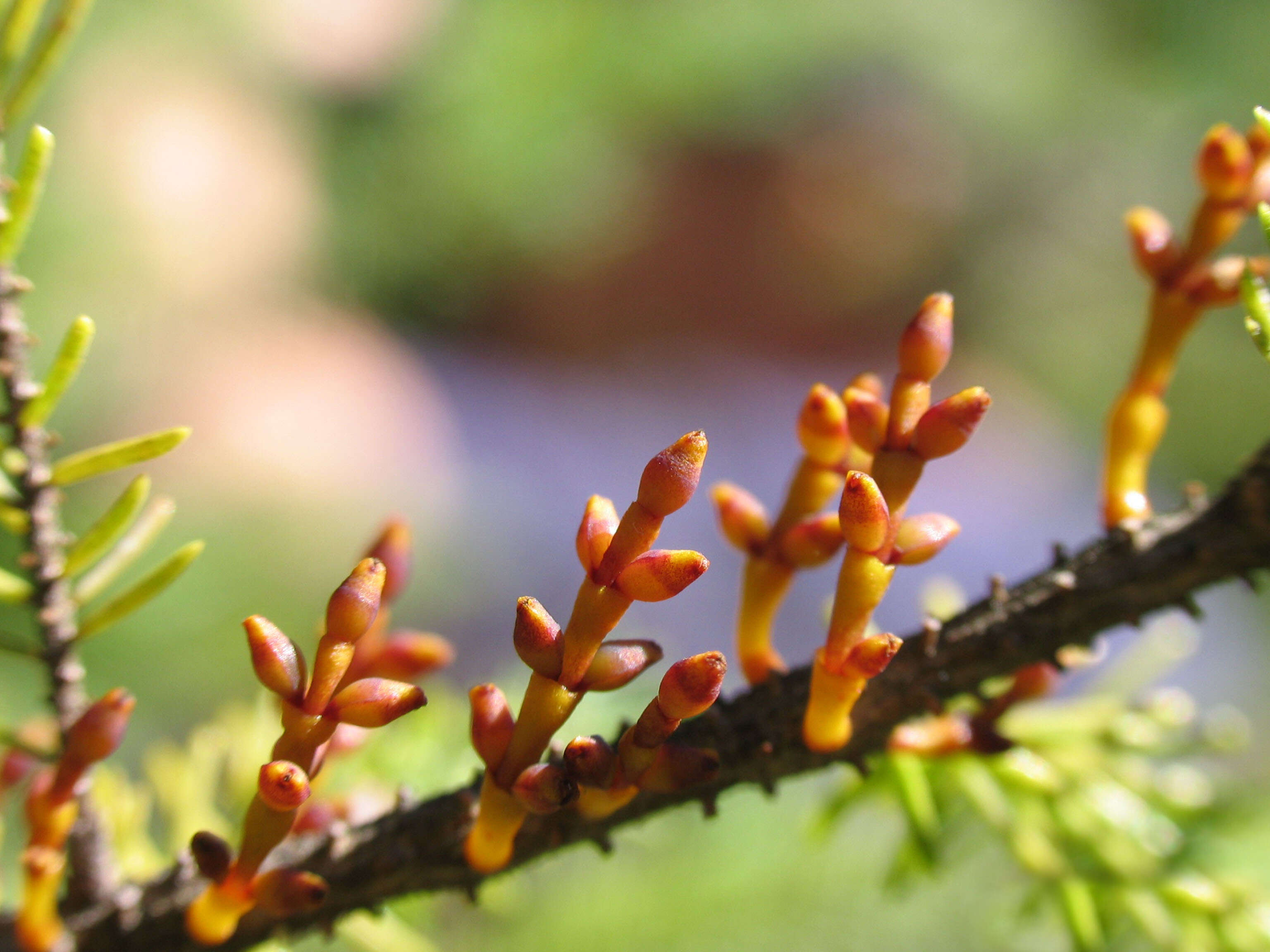 Image of eastern dwarf mistletoe