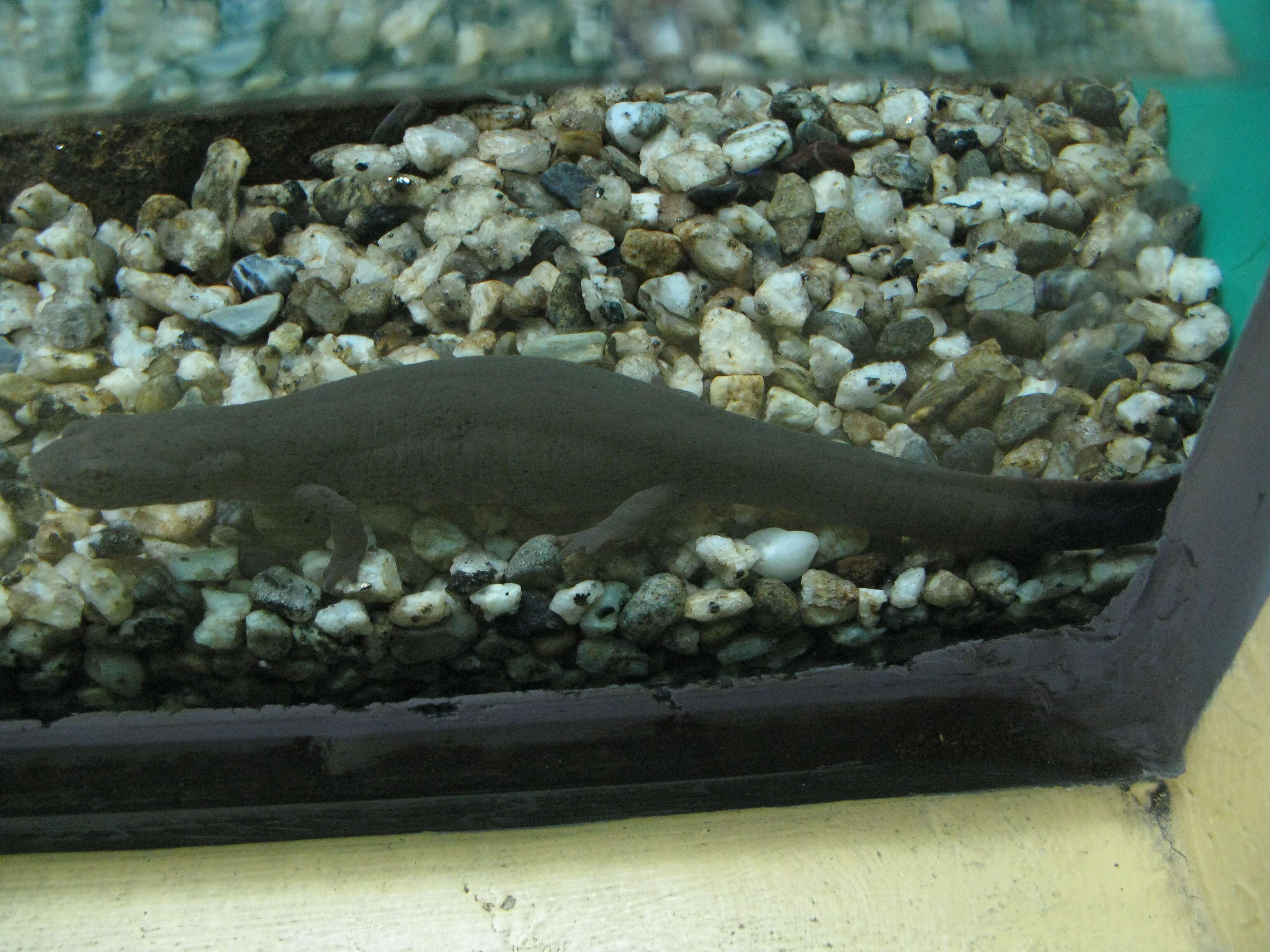 Image of Spotless Stout Newt