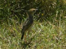 Image of Black-backed Cisticola