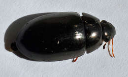 Image of Hydrochara obtusata (Say 1823)