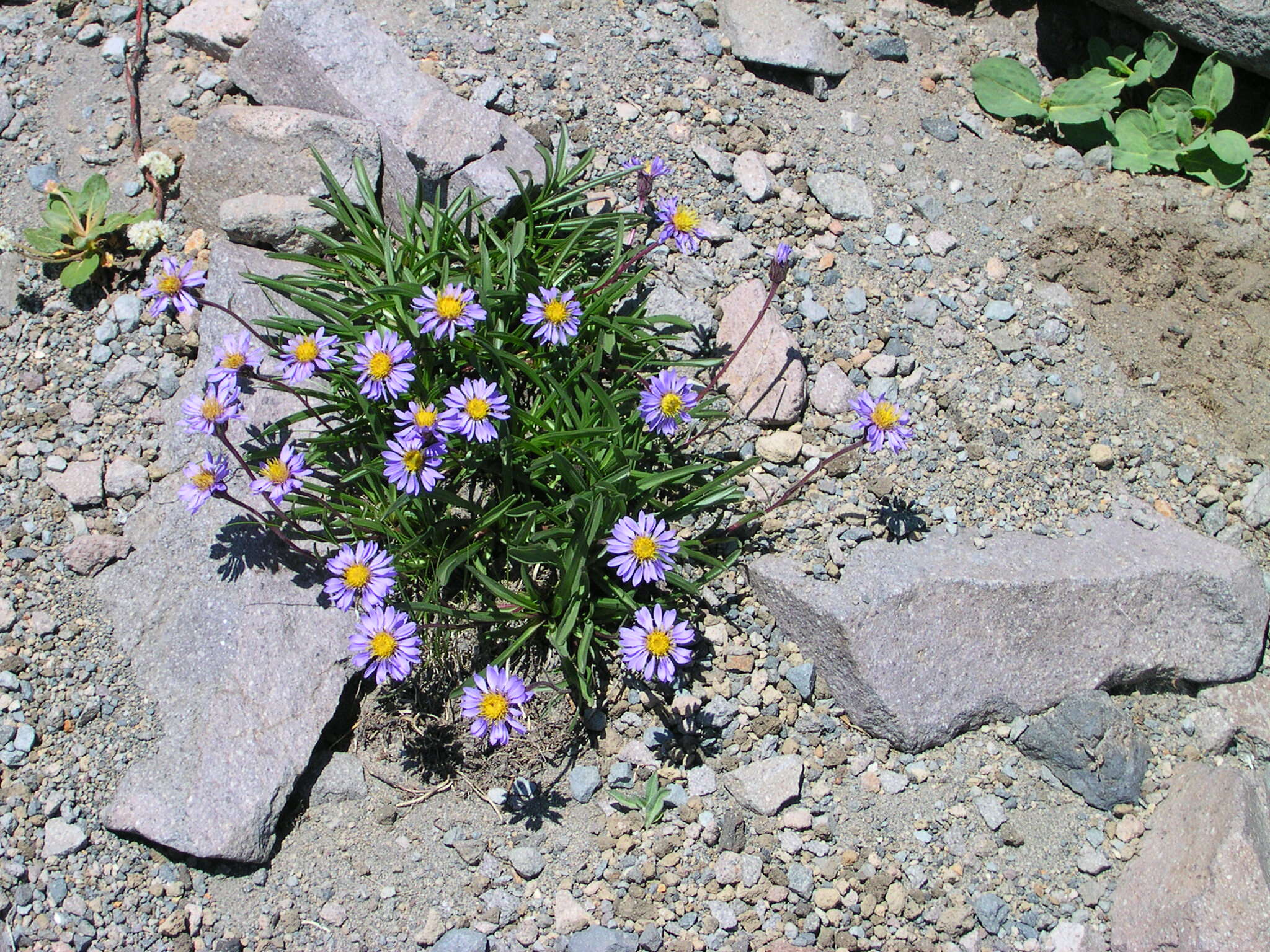 Слика од Eucephalus ledophyllus (A. Gray) Greene