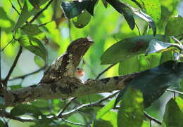 Image of Ceylon Frogmouth