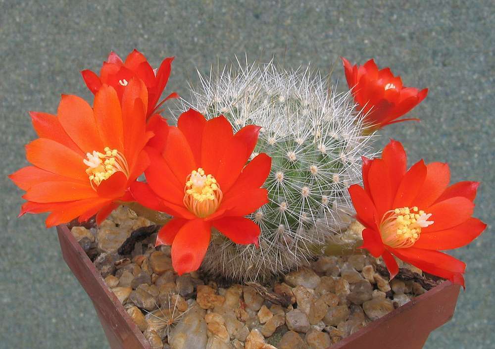 Imagem de Rebutia pulvinosa F. Ritter & Buining