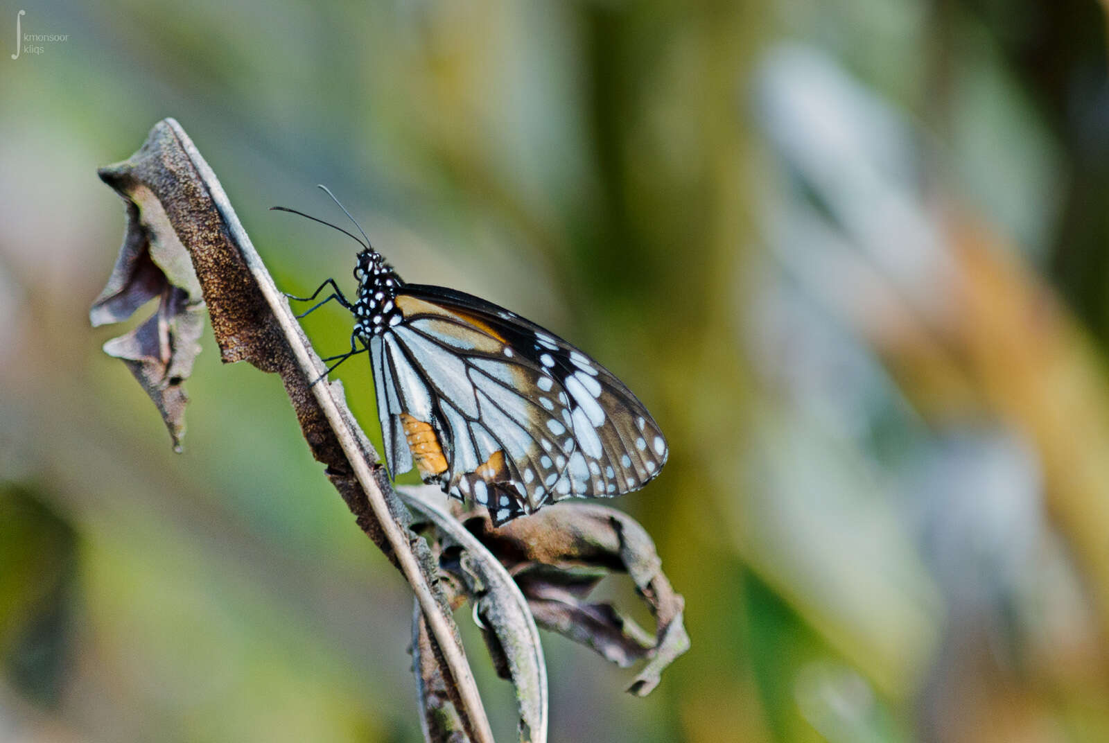 Plancia ëd Danaus (Anosia) melanippus Cramer 1777