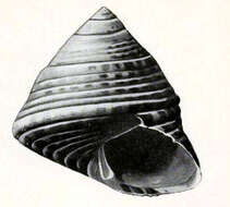 Image of Prothalotia suturalis (A. Adams 1853)