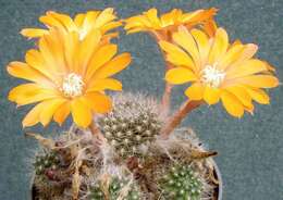 Image of Rebutia pulvinosa F. Ritter & Buining