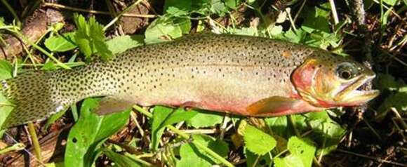 Image of Oncorhynchus clarki lewisi