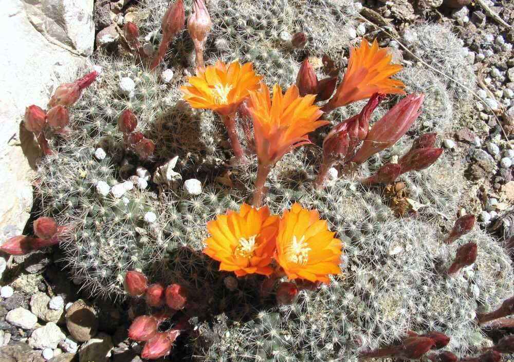 Imagem de Rebutia pulvinosa F. Ritter & Buining