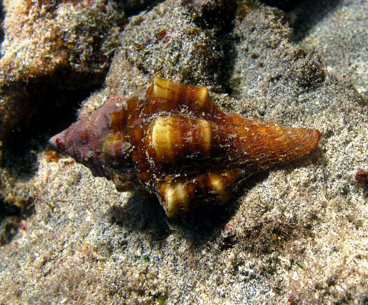 Image de Latirus barclayi (Reeve 1847)