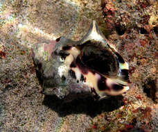 Image of humped rock shell
