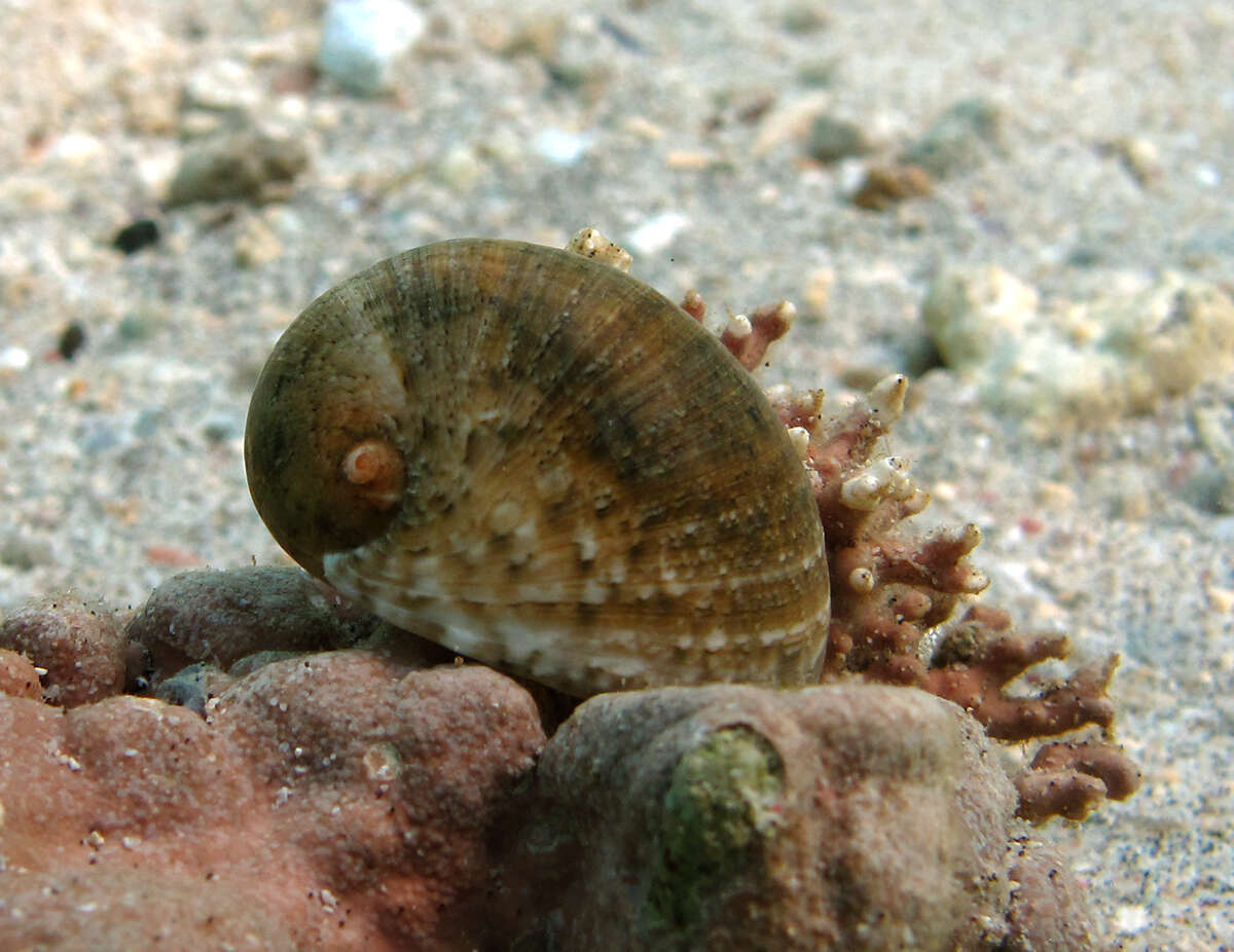 Image of polished nerite