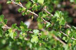 Image of Appalachian gooseberry