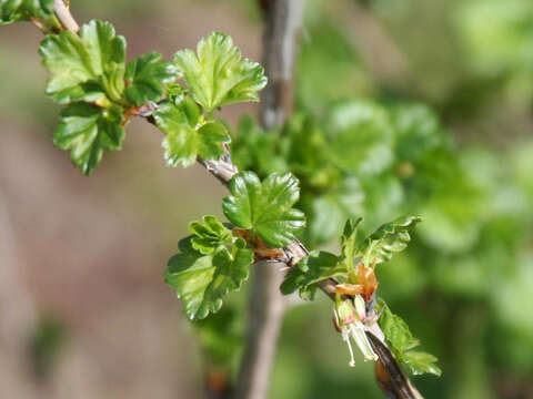 Image of Appalachian gooseberry