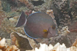 Image of Finelined Surgeonfish