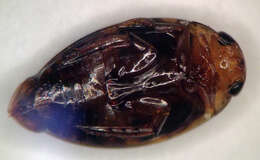 Image of Laccophilus fasciatus Aubé 1838