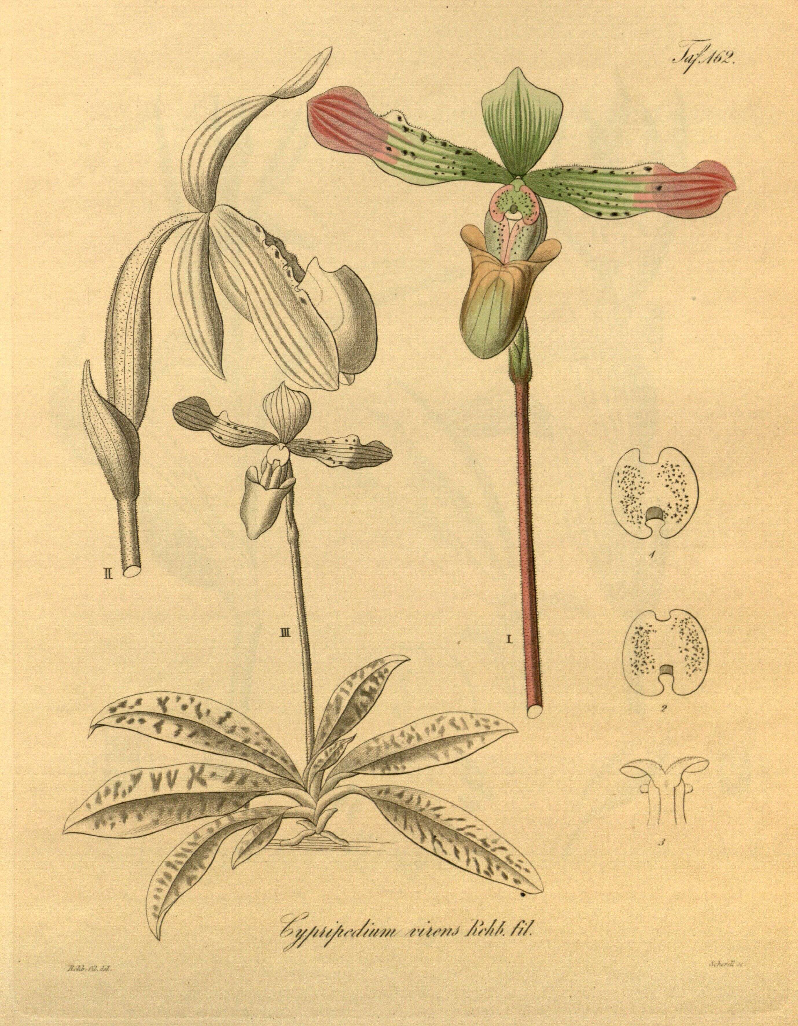 Image de Paphiopedilum javanicum (Reinw. ex Lindl.) Pfitzer