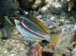 Image of Blue-lined wrasse