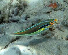 Image of Blue-lined wrasse