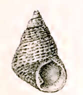 Image of Thalotia conica (Gray 1827)