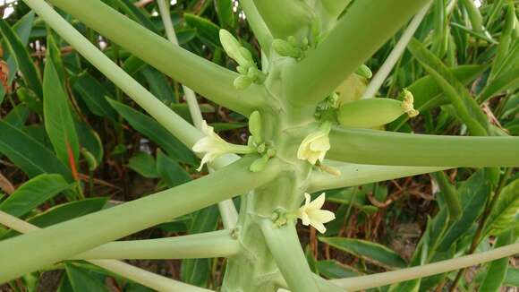 Image of papaya