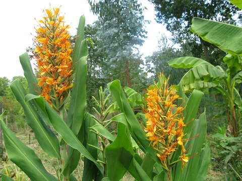 Imagem de Hedychium coccineum Buch.-Ham. ex Sm.