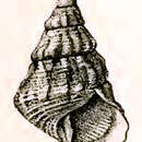 Image of Thalotia elongata