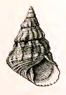 Image of Thalotia elongata