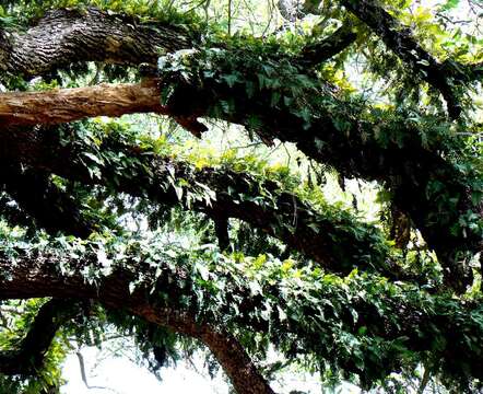 Image of resurrection fern