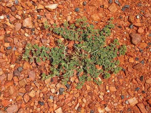 Image of Indigofera linnaei Ali