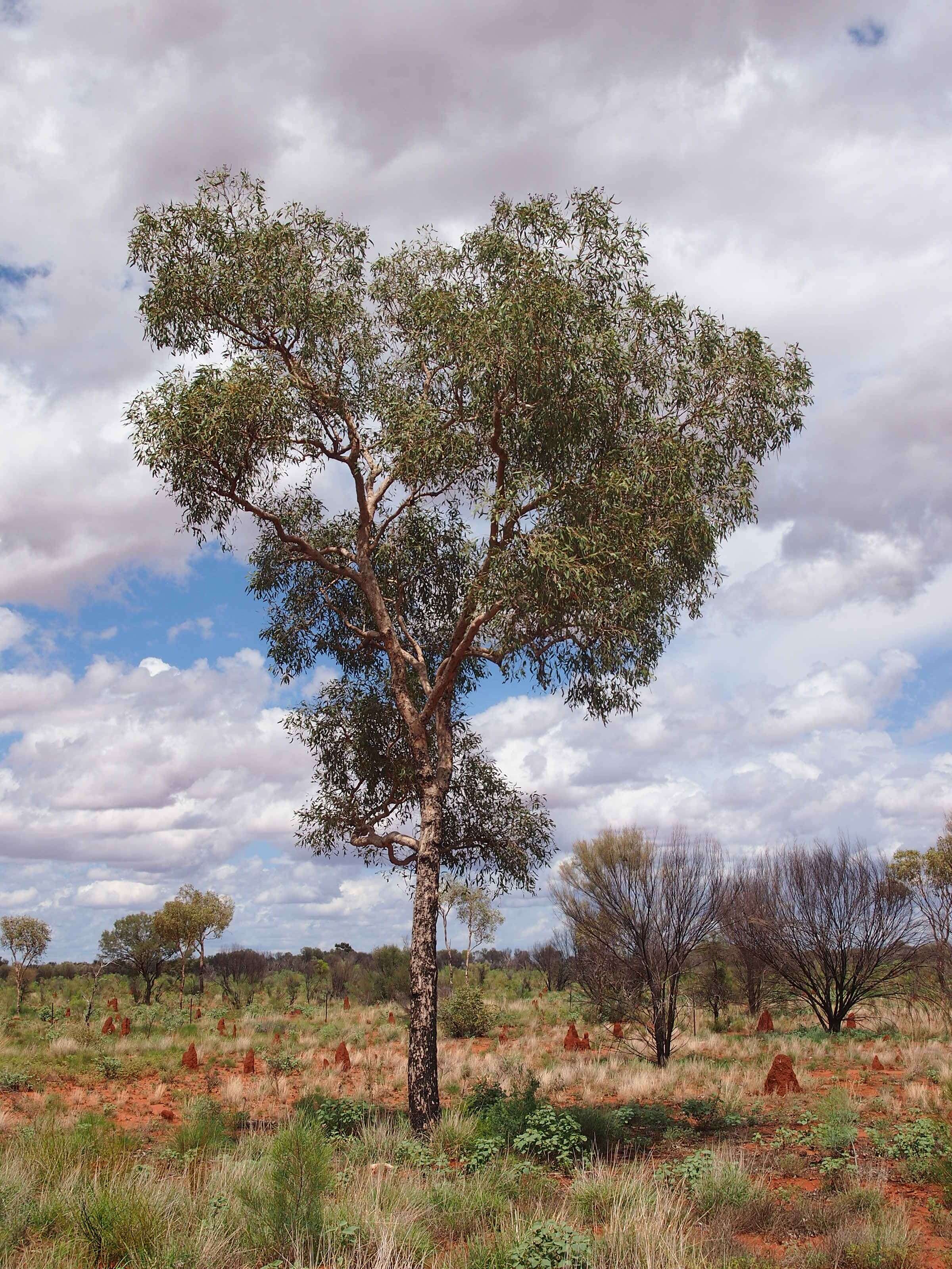 Image of Inland bloodwood