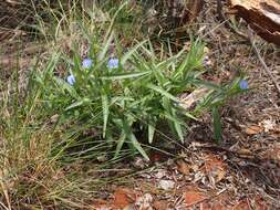 Image of Commelina ensifolia R. Br.