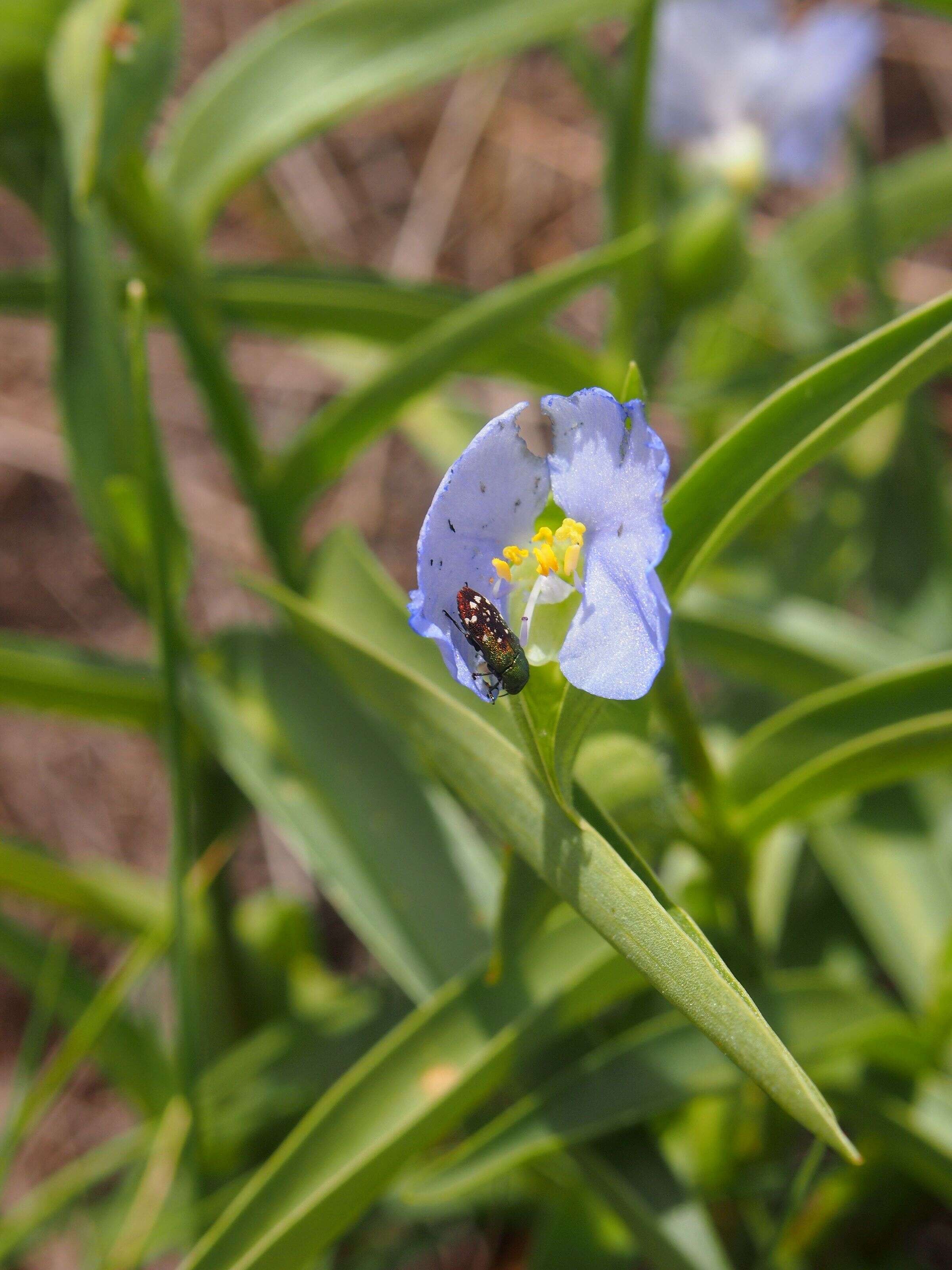 Image of Commelina ensifolia R. Br.