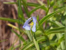 Image of Commelina ensifolia R. Br.