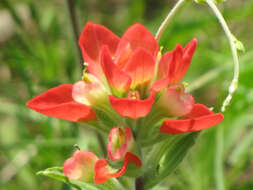 Image de Castilleja indivisa Engelm.