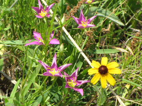 Image of Texas star