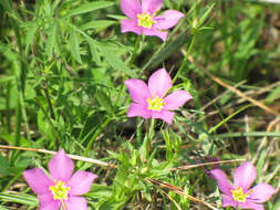 Image of Texas star