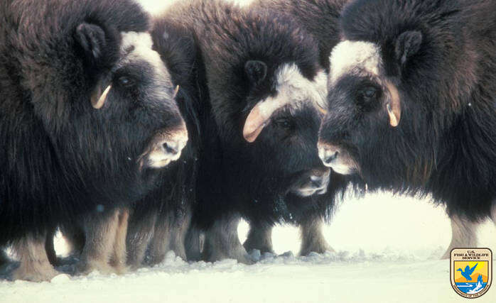 Image of muskox